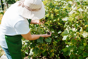 Harvesting and gardening concept. Side view of an elderly woman farmer in a straw hat and gardener's apron picking blackcurrant berries from bush outdoors