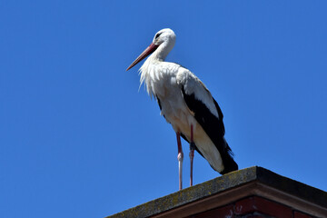 In voller Pracht steht dieser Weißstorch vor blauem Himmel auf einem Kamin