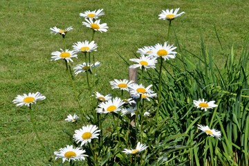 Fototapeta premium Blühende Margeriten (Totale)