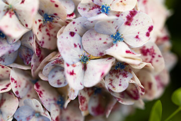Speckled Hydrangea flower in garden.