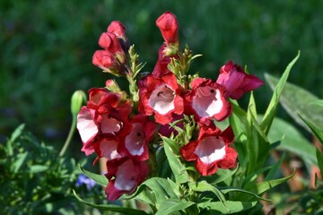 Rot-weiße Löwenmäulchen (Nahaufnahme)