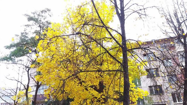 Beautiful trees with yellow crowns against the backdrop of apartment buildings in the city. Yards are covered with leaves. Autumn time of the year. Solar day