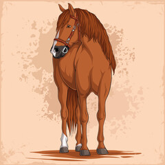 Hand drawn brown horse with soft wave hair looking to the side isolated on plaster background