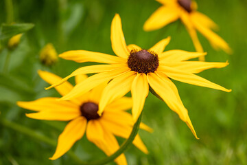 Yellow blooming flowers on a green blurred natural background. Details of summer nature. Blooming rudbeckia.