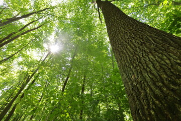 summer forest trees. nature green wood sunlight backgrounds..