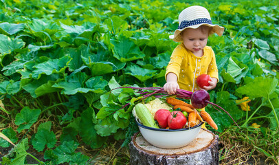 Child in the vegetable garden. selective focus.