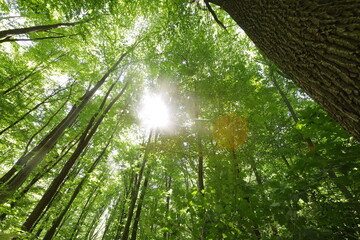 Fototapeta na wymiar summer forest trees. nature green wood sunlight backgrounds..