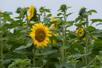 SUNFLOWER - Beautifully flowering plants in the field