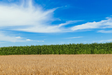Corn field and wheat field. Summer agricultural landscape