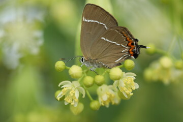 butterfly on a flower