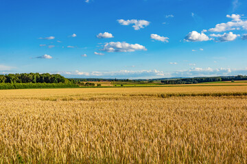 Wheat field on a summer day. Ripe harvest.