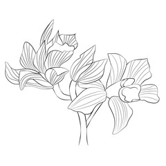 orchid branch with flowers. Circuit. Vector illustration for prints, wall art, cover and invitation.
