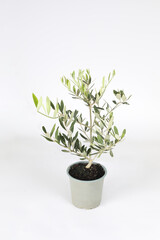 houseplant on white bacground
