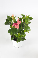 houseplant on white bacground
