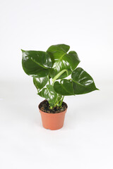 houseplant on white bacground
