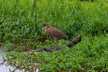 birds in the river, costa rica, tortuguero