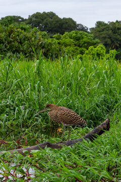 birds in the river, costa rica, tortuguero