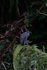 Bird at costa rica