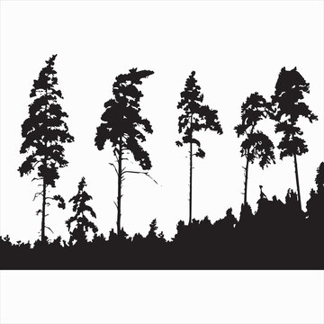 Vector, Image of trees, black and white color, transparent background

