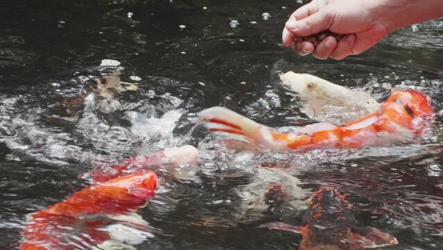 Feed the japan koi or fancy crap with your bare hands. Fish tamed to the farmer. An outdoor koi fancy fish pond for beauty. Popular pets for Asian people relaxation and feng shui meaning good luck. 
