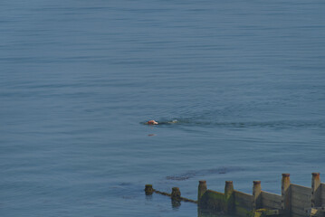 Swimmer Swimming in open ocean sea 