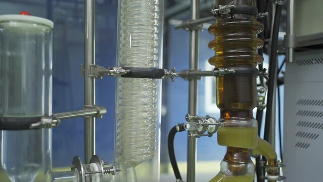 Marijuana, hemp or cannabis plant leaves farm equipment in lab room. Organic product in laboratory in technology medical, healthcare, research concept. Natural food. Ganja