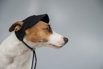 Dog jack russell terrier in a black cap on a white background. 