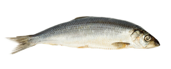 Salted herring on a white background, sea food.