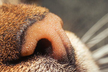 Funny brown nose of a domestic cat close-up