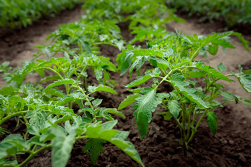 Tomato bushes grow in the open field in the garden