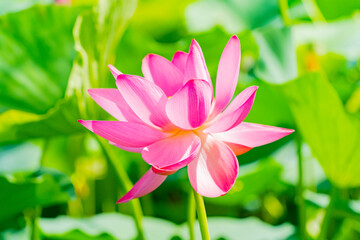 Obraz premium An open lotus flower. A close-up shot in sunny windy weather in July at a recreation center in the suburbs. In the Far East of Russia in the Khabarovsk Territory, the city of Khabarovsk.