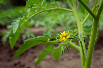 Tomato bushes grow in the open field in the garden