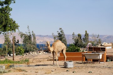 Dromedary camels in the backyard of a farm on the Red Sea near Aqaba, Jordan. The yard is a mess....