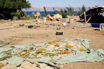 Dromedary camels in the backyard of a farm on the Red Sea near Aqaba, Jordan. The yard is a mess. Various pieces of furniture stand.