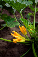 Young green zucchini and zucchini flower grows on a bush in the open field