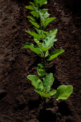 Eggplant bushes grow in rows in open ground.