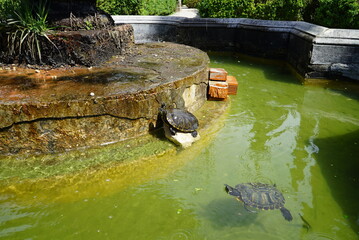 turtle in the fountain