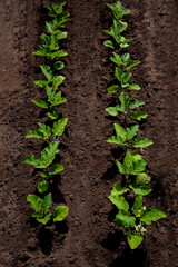Eggplant bushes grow in rows in open ground.