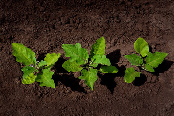 Eggplant bushes grow in rows in open ground.