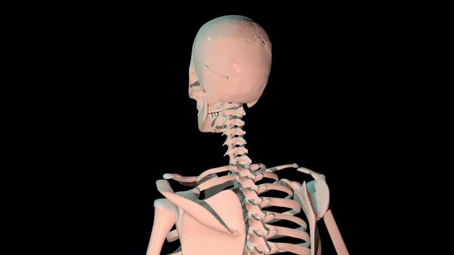 Subclavius Muscles Full Rotation Loop