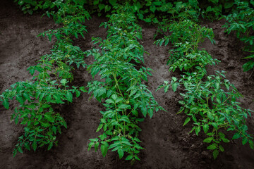 Tomato bushes grow in the open field in the garden