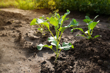 A young cabbage bush grows in a garden bed in the sun. Harvest ripening