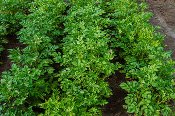 Fototapeta premium Potato bushes grow in the open field in the garden