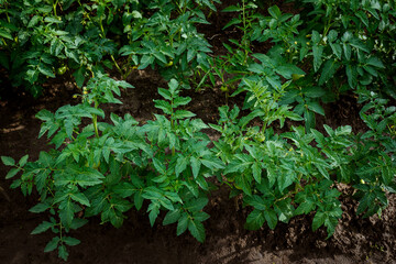 Tomato bushes grow in the open field in the garden