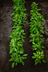 Pepper bushes grow in rows in open ground