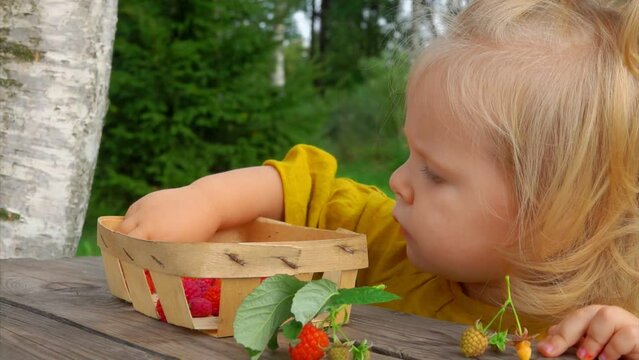 Cute little girl in a yellow blouse eats raspberries from the basket