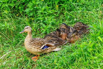 Mallard duck female with her baby ducklings. Resting in tall grass. Genus species Anas platyrhynchos.