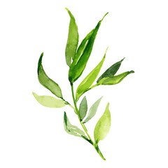 Vector Watercolor green sprig