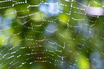 Wet spider web with water droplets. Sunny summer day, macro shot, green defocused background