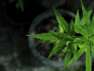 Marijuana plant with early white Flowers, cannabis leaves, 